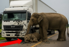Driver Hits Baby Elephant — What the Mother Did Next Shocked…See more