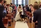 On Her Wedding Day, Her German Shepherd Blocked Her Path…See more