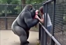 😱Everyone thought the gorilla was going to attack… but what it did next left everyone speechless…