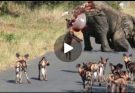 Mother Elephant Is In Pain When Her Newborn Baby Is…See more