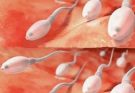 Studies reveal that swallowing your partner’s semen…See more