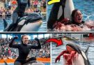 5minute ago /Coach Orca is Destroy by this thing while…See more