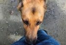 If your dog is sniffing your genital area, it means you have…See more