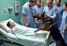 Retired K9 Refused to Leave Boy’s Bed and Bit the Frame — Then Doctors Made a Shocking Discovery…See more