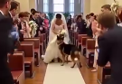 On Her Wedding Day, Her German Shepherd Blocked Her Path. What Happened Next Was Unbelievable! Watch 👇
