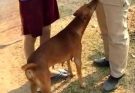 If your dog is sniffing your G3NlTAL area, it means you have…See more