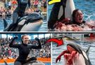 5minute ago /Coach Orca is Destroy by this thing while…See more