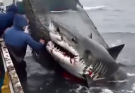They Tried to Rescue the Shark… But Seconds Later, It Did the Unthinkable…See more