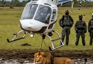 🎥Unbelievable! Helicopter Saves Lion From Certain Death…See more