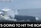 🔴Breaching whale capsizes boat, sends 2 overboard off coast of New Hampshire
