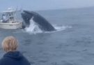 š“Breaching whale capsizes boat, sends 2 overboard off coast of New Hampshire