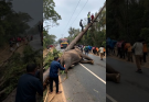 🔴An elephant trapped under a fallen tree… but something felt off.