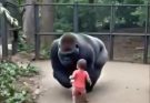 Specialists Reflect on Harambe’s Final Moments