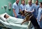 A rescued dog refused to leave a child’s bed and chewed through the frame. Doctors made a shocking discovery.