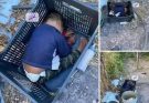 This approximately 2-year-old boy was found…See more