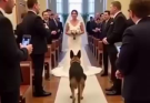 On Her Wedding Day, Her German Shepherd Blocked Her Path. What Happened Next Was Unbelievable!