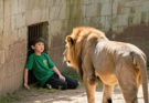 The Lion’s Surprising Act of Kindness: How a Fearsome Predator Protected a Scared Child and Redefined True Compassion