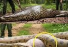 Park rangers cut open the anaconda’s belly and…See more