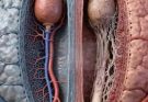 Did you know that old men have the pe…See more