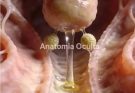 Did you know that old men have the penis…See more