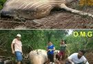 The whale was found far from…See more