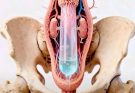 Older men’s penises are larger…See more